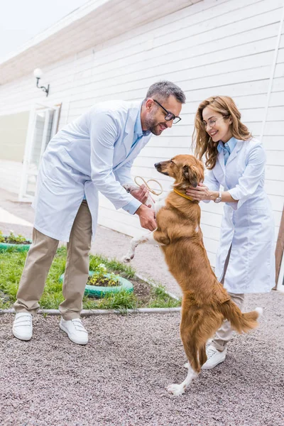Dos veterinarios jugando con el perro en el patio en la clínica veterinaria - foto de stock