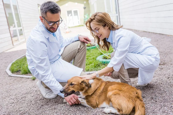 Dos veterinarios palming perro en el patio en la clínica veterinaria - foto de stock