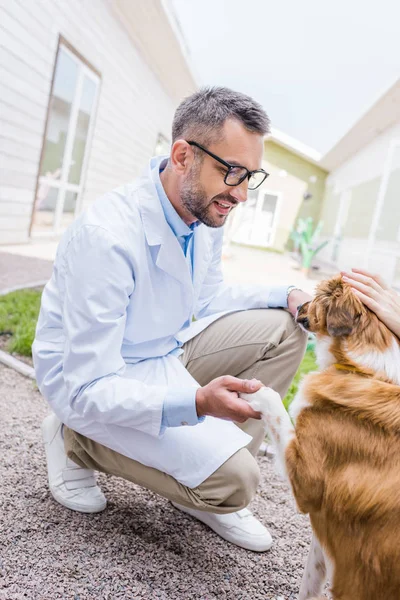 Вид сбоку ветеринара, держащего лапу собаки в ветеринарной клинике — стоковое фото