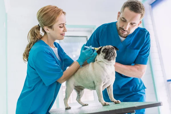 Dos veterinarios que hacen la inyección al perrito en la clínica veterinaria - foto de stock