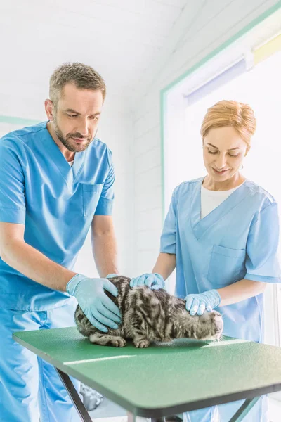 Veterinary surgeons palming british shorthair cat on table at veterinary clinic — Stock Photo