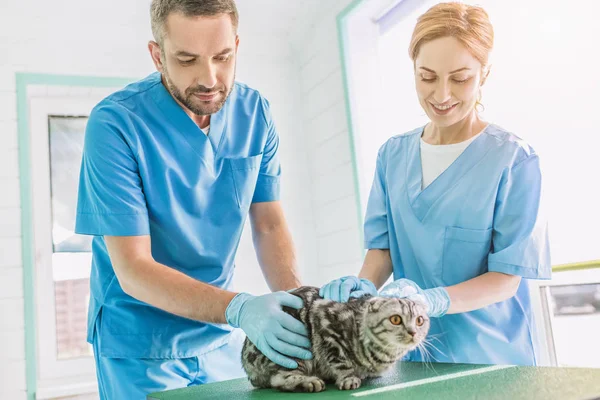 Two veterinarians holding british shorthair cat on table at veterinary clinic — Stock Photo