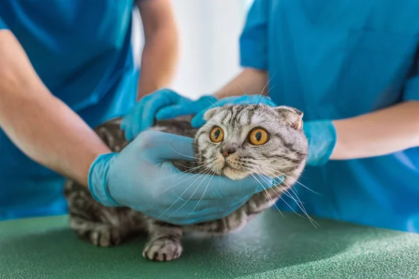 Image recadrée de deux vétérinaires tenant un chat à poil court britannique à la clinique vétérinaire — Photo de stock