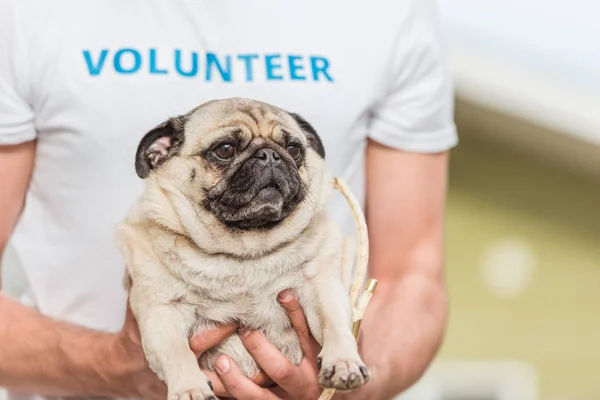 Cropped image of volunteer of animals shelter holding funny pug dog — Stock Photo
