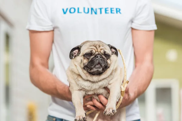 Обрізане зображення волонтера притулку для тварин, що тримає мопса — стокове фото