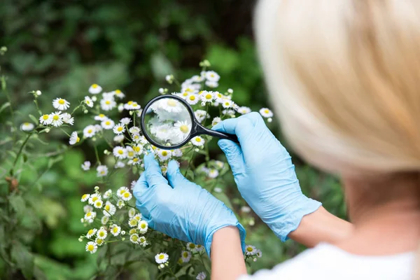 Cropped image of female scientist in latex gloves looking at chamomiles by magnifier — Stock Photo