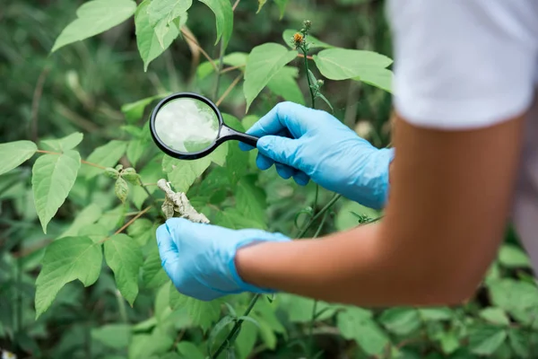 Cropped image of female scientist in latex gloves looking at dry leaf by magnifier — Stock Photo
