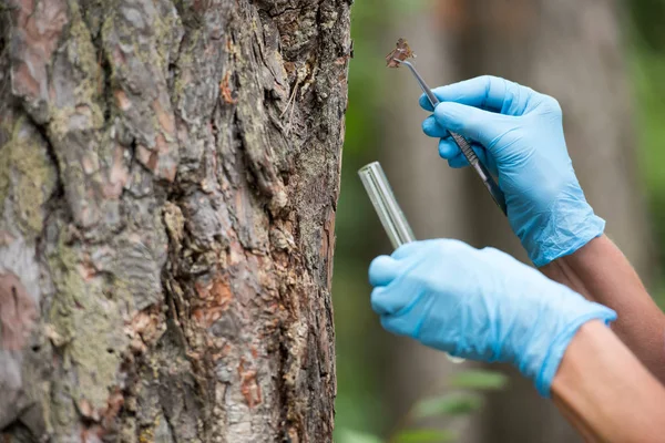 Image recadrée de scientifique femelle dans des gants en latex mettant l'écorce d'arbre par pince à épiler dans une fiole d'essai en forêt — Photo de stock