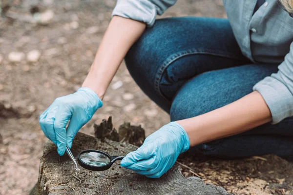 Image recadrée d'une scientifique en gants de latex prélevant un échantillon d'écorce d'arbre par pince à épiler et loupe dans la forêt — Photo de stock