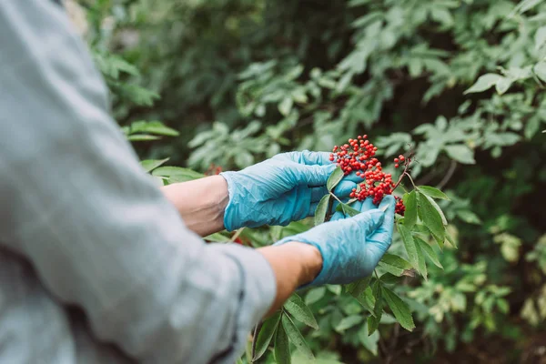 Image recadrée d'une scientifique qui enlève des rameurs dans la forêt — Photo de stock