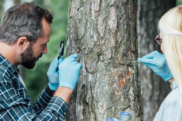 Два колеги вчені вивчають і приймають зразок кори дерева на відкритому повітрі — стокове фото