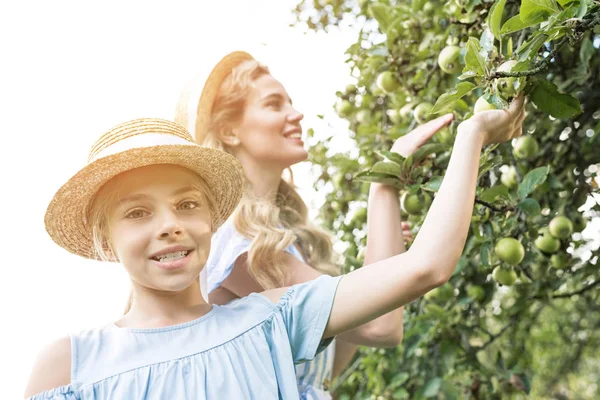 Mãe sorridente e filha pegando maçãs no pomar com luz solar — Fotografia de Stock