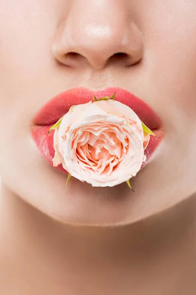 Vista recortada de la mujer sosteniendo rosa rosa flor en los labios, aislado en blanco - foto de stock