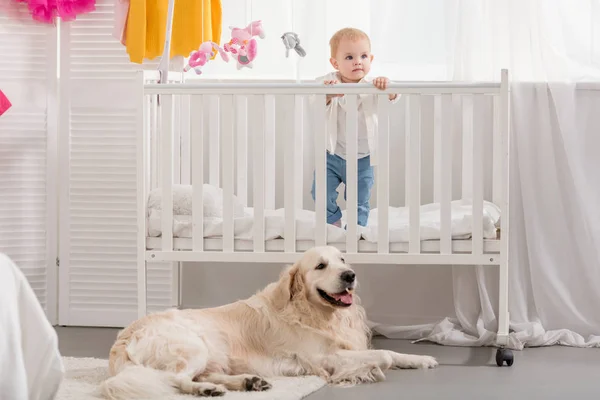 Entzückendes Kind im Kinderbett stehend, flauschiger Golden Retriever auf dem Boden im Kinderzimmer liegend — Stockfoto