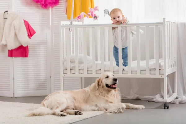 Очаровательный ребенок, стоящий в кроватке, золотистый ретривер собака лежит на полу в детской комнате — стоковое фото