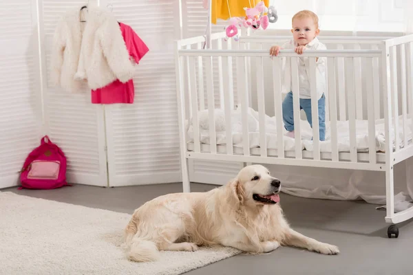 Adorable child standing in crib, golden retriever lying on floor in children room — Stock Photo