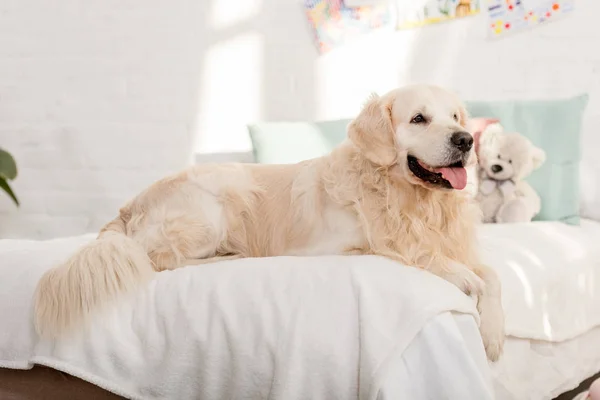 Golden retriever dog lying on bed in children room — Stock Photo