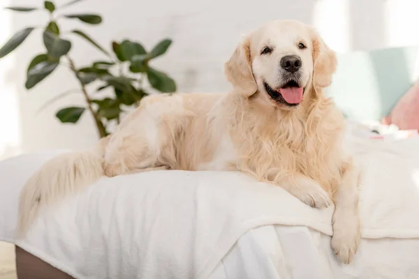 Cute golden retriever dog lying on bed in bedroom — Stock Photo