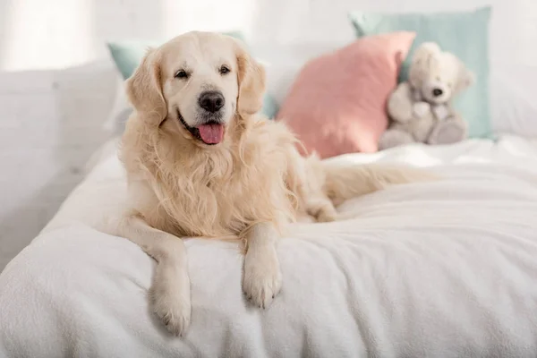 Cute golden retriever dog lying on bed children room — Stock Photo