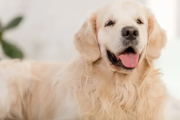 Close up of cute golden retriever dog lying and sticking tongue out at home — Stock Photo