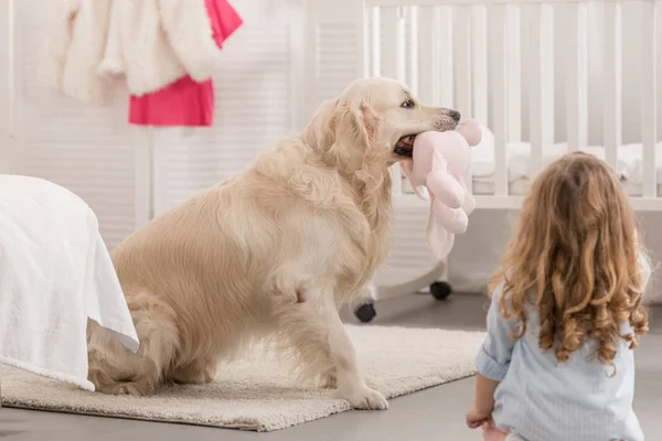 Back view of kid looking at golden retriever holding toy in children room — Stock Photo