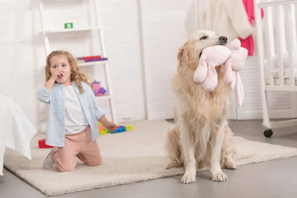 Criança adorável surpreso sentado perto de golden retriever segurando brinquedo na sala de crianças — Fotografia de Stock