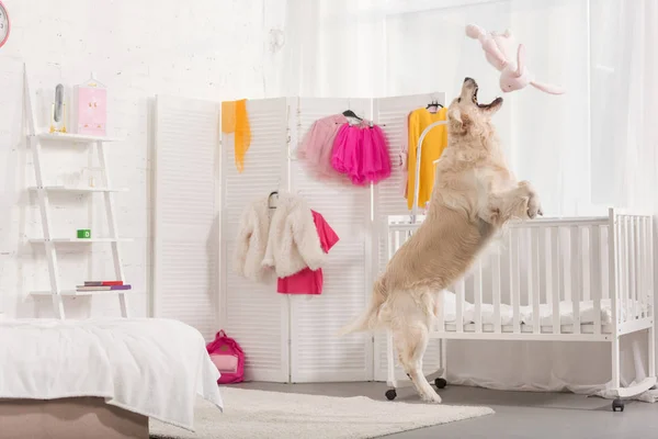 Side view of golden retriever catching falling toy in children room — Stock Photo