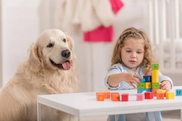Adorable child playing with educational cubes, golden retriever sitting near table in children room — Stock Photo