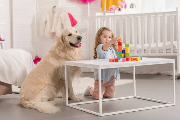 Adorable preschooler playing with educational cubes, golden retriever sitting near table in children room — Stock Photo