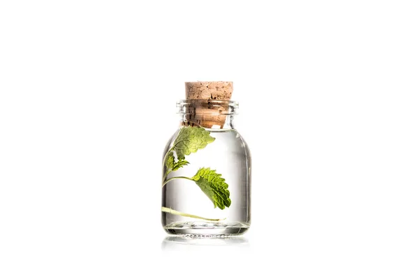 Estudio plano de botella de vidrio con hojas de menta aisladas en blanco - foto de stock