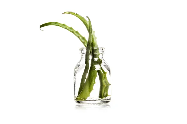Studioaufnahme von saftigen Aloe-Vera-Blättern im Glas isoliert auf weiß — Stockfoto