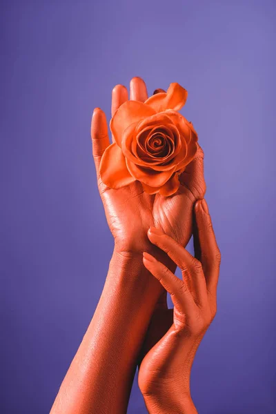 Vista recortada de la mujer con las manos de color coral sosteniendo rosa de coral sobre fondo violeta, color del concepto 2019 — Stock Photo