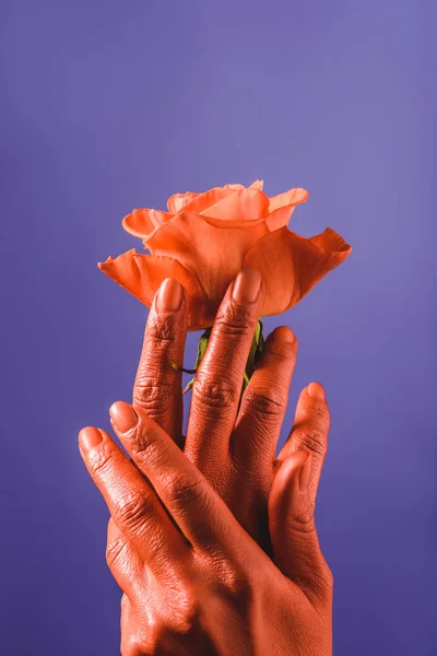 Partial view of woman with coral colored hands holding coral rose on violet background, color of 2019 concept — Stock Photo