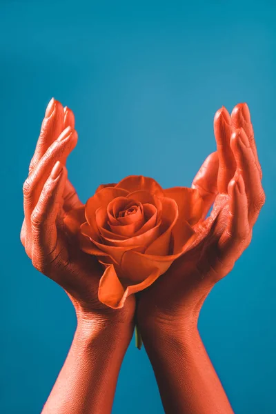 Cropped view of coral colored female hands with coral rose on blue background, color of 2019 concept — Stock Photo