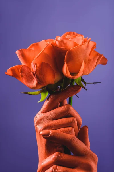 Partial view of woman with coral colored hands holding coral roses on violet background, color of 2019 concept — Stock Photo
