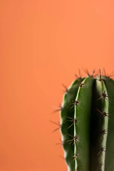 Selective focus of green cactus on coral background, color of 2019 concept — Stock Photo