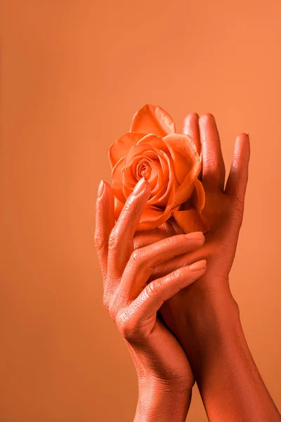 Vista parcial de las manos femeninas con flor de rosa sobre fondo de coral, concepto de color de 2019 — Stock Photo