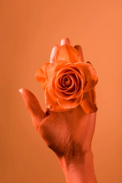 Cropped view of female hand with coral rose flower on coral background, color of 2019 concept — Stock Photo