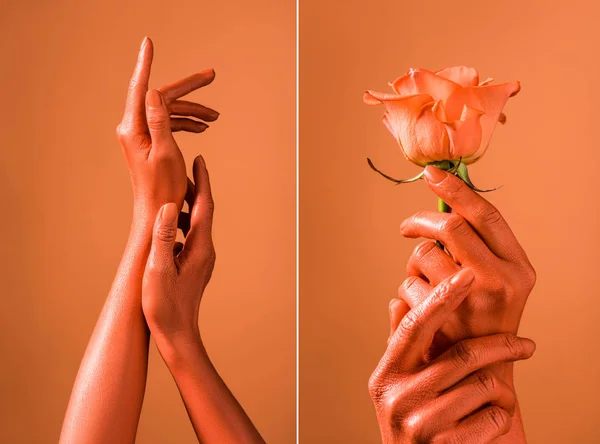 Cropped view of female hands and coral rose on separated coral background, color of 2019 concept — Stock Photo