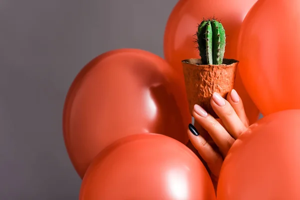 Vista recortada de la mano femenina con cactus en maceta de flores y globos de coral sobre fondo gris, concepto de color de 2019 - foto de stock