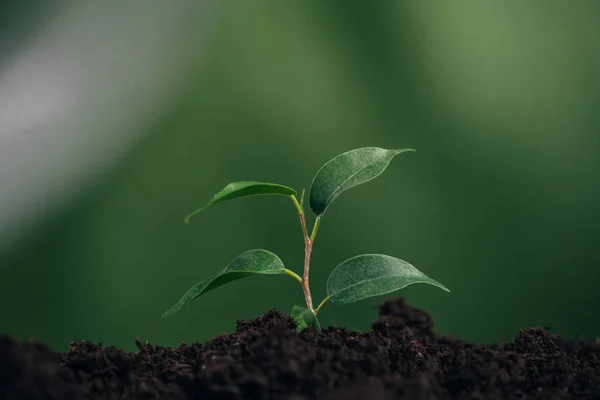 Nahaufnahme einer jungen grünen Pflanze im Boden auf verschwommenem Hintergrund, Earth Day Konzept — Stockfoto