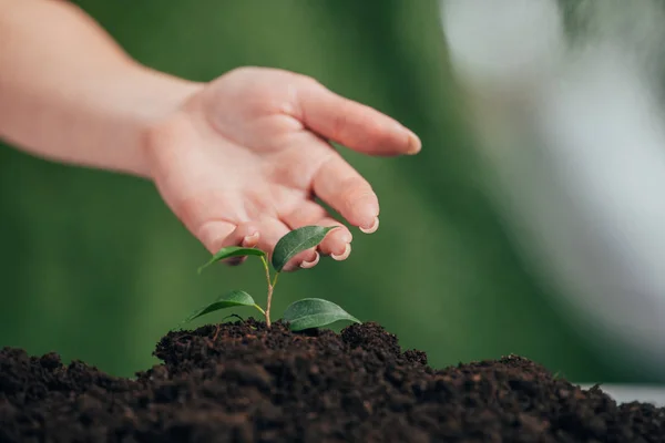 Selective focus of woman touching young plant growing in ground on blurred background, earth day concept — Stock Photo
