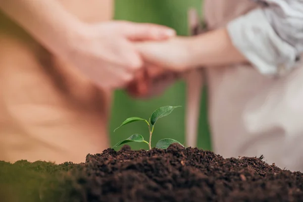 Selective focus of young green plant, and man holding kid hands on blurred background, earth day concept — Stock Photo
