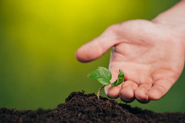 Selective focus of man touching growing green plant on blurred background, earth day concept — Stock Photo