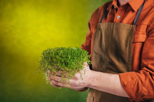 Cropped view of man holding green plant on blurred background, earth day concept — Stock Photo