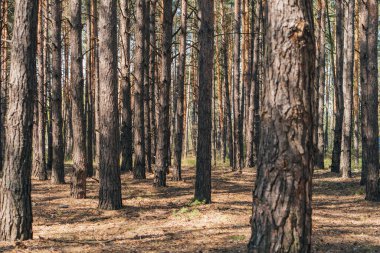 selective focus of tree trunks in summer woods  clipart