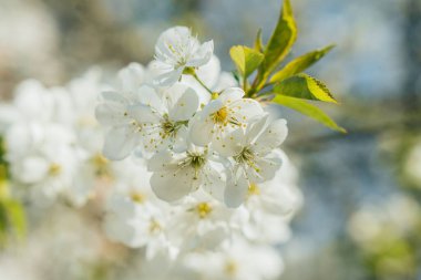 selective focus of white cherry blossom with green leaves clipart