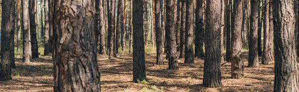 panoramic crop of tree trunks in summer woods 