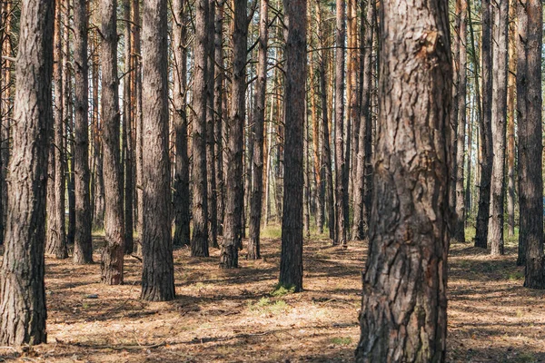 Επιλεκτική Εστίαση Των Κορμών Δέντρων Στα Θερινά Δάση — Φωτογραφία Αρχείου