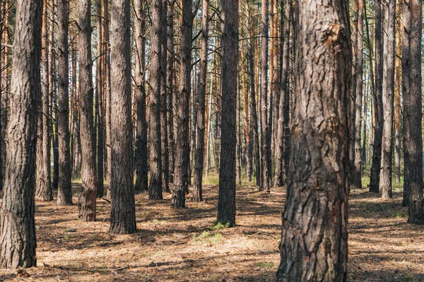 Вибірковий фокус стовбурів дерев в літньому лісі — стокове фото